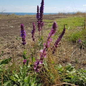 Фитотерапия