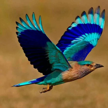 Бердвотчинг