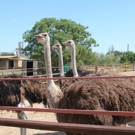 Страусиная ферма