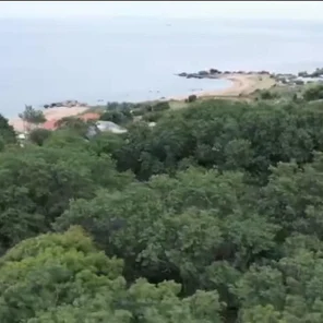 Посадить именное дерево