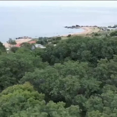 Посадить именное дерево