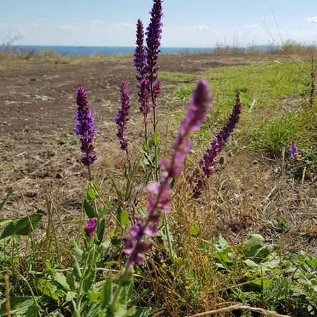 Фитотерапия