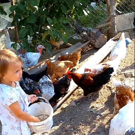 Птицеводство