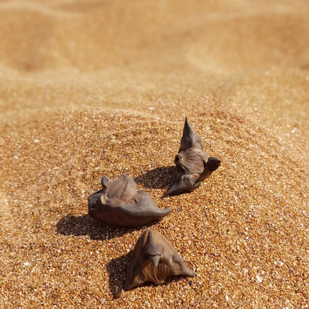 Палеонтология