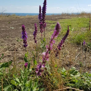 Фитотерапия