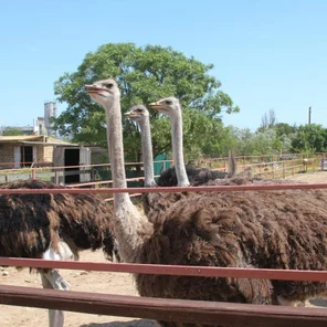 Страусиная ферма